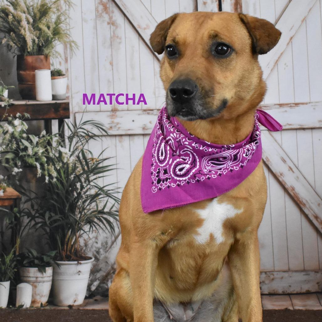 Enlarge Matcha, a Adoptable mixed breed in Yuma, AZ image 4/4