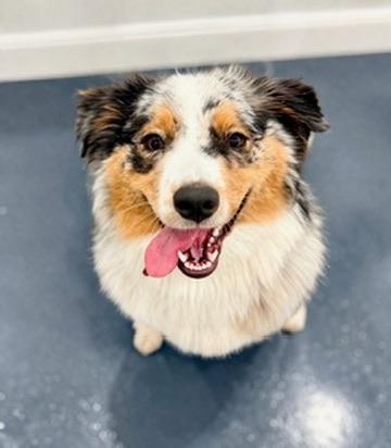 Enlarge Bunny, a Adopted Australian Shepherd in Covington, LA image 4/6