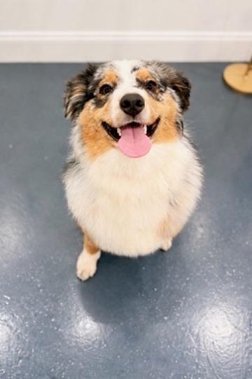 Bunny, Adopted, Young Female Australian Shepherd.