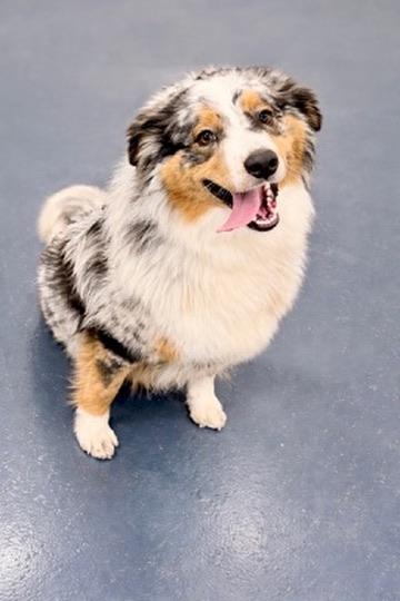 Enlarge Bunny, a Adopted Australian Shepherd in Covington, LA image 6/6