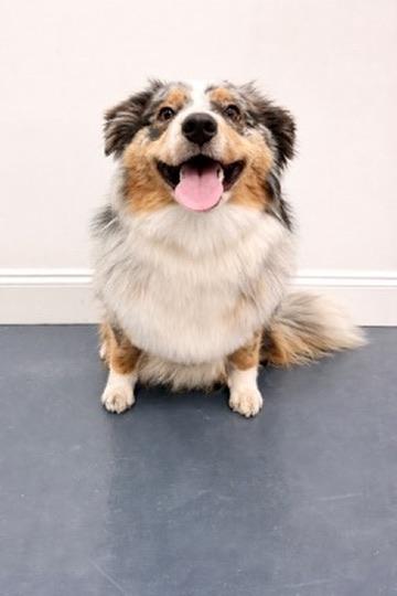 Enlarge Bunny, a Adopted Australian Shepherd in Covington, LA image 5/6