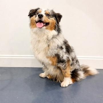 Enlarge Bunny, a Adopted Australian Shepherd in Covington, LA image 3/6