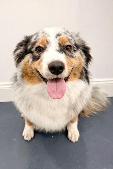 Enlarge Bunny, a Adopted Australian Shepherd in Covington, LA image 2/6