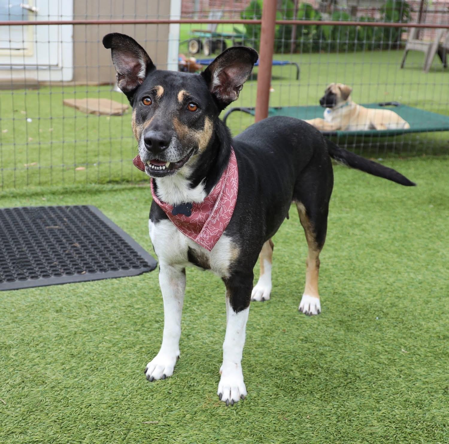 Enlarge Princess, a ADOPTABLE mixed breed in Southlake, TX image 3/4