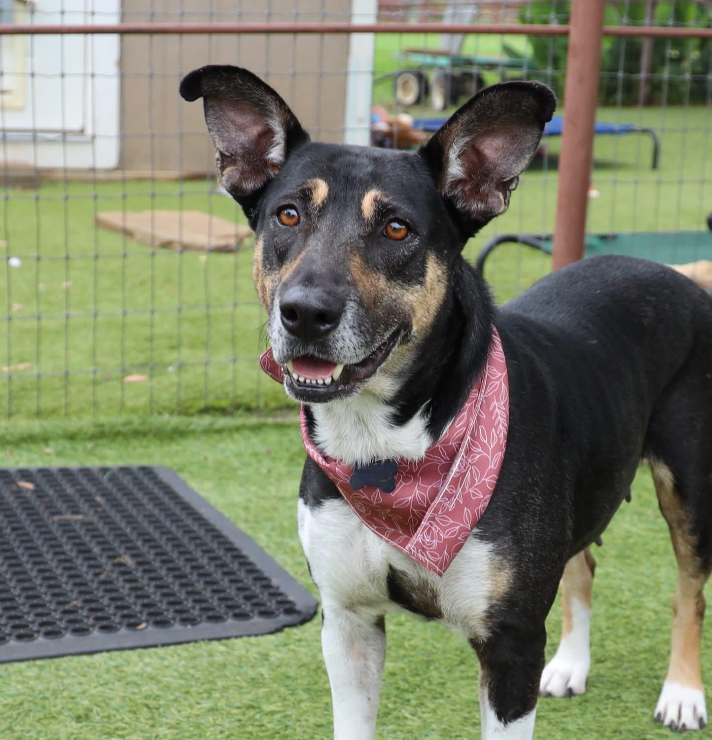 Enlarge Princess, a ADOPTABLE mixed breed in Southlake, TX image 4/4