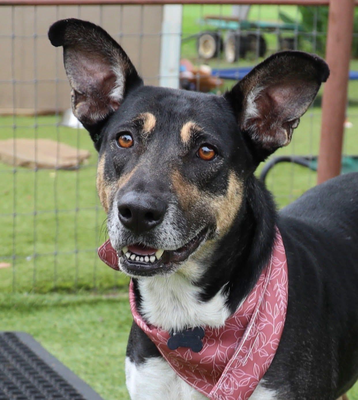 Princess, ADOPTABLE, Adult Female Shepherd.