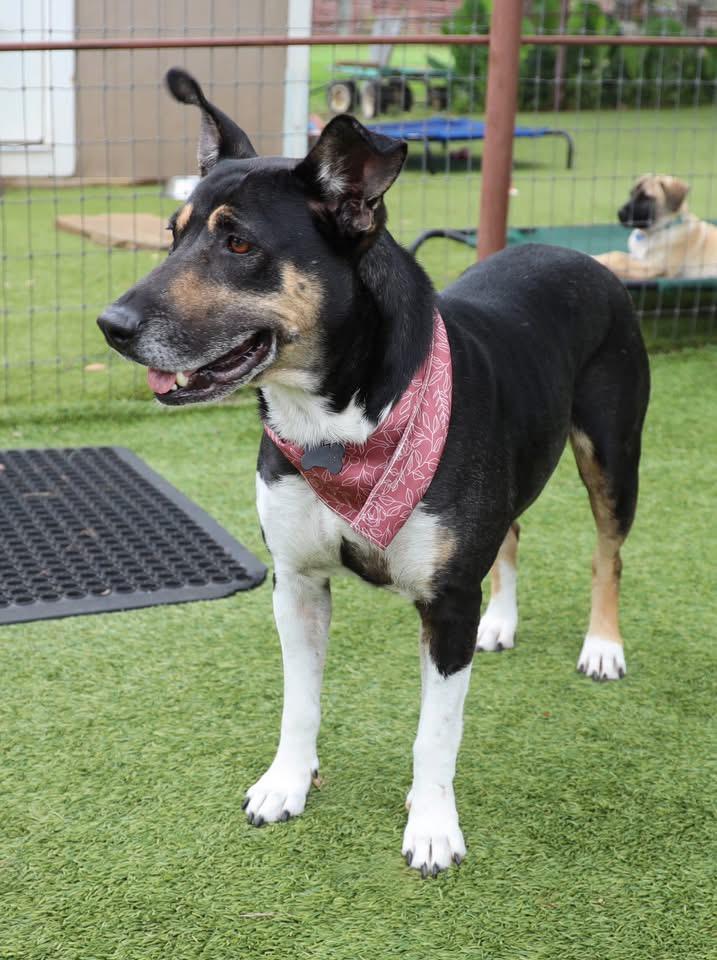 Enlarge Princess, a ADOPTABLE mixed breed in Southlake, TX image 2/4