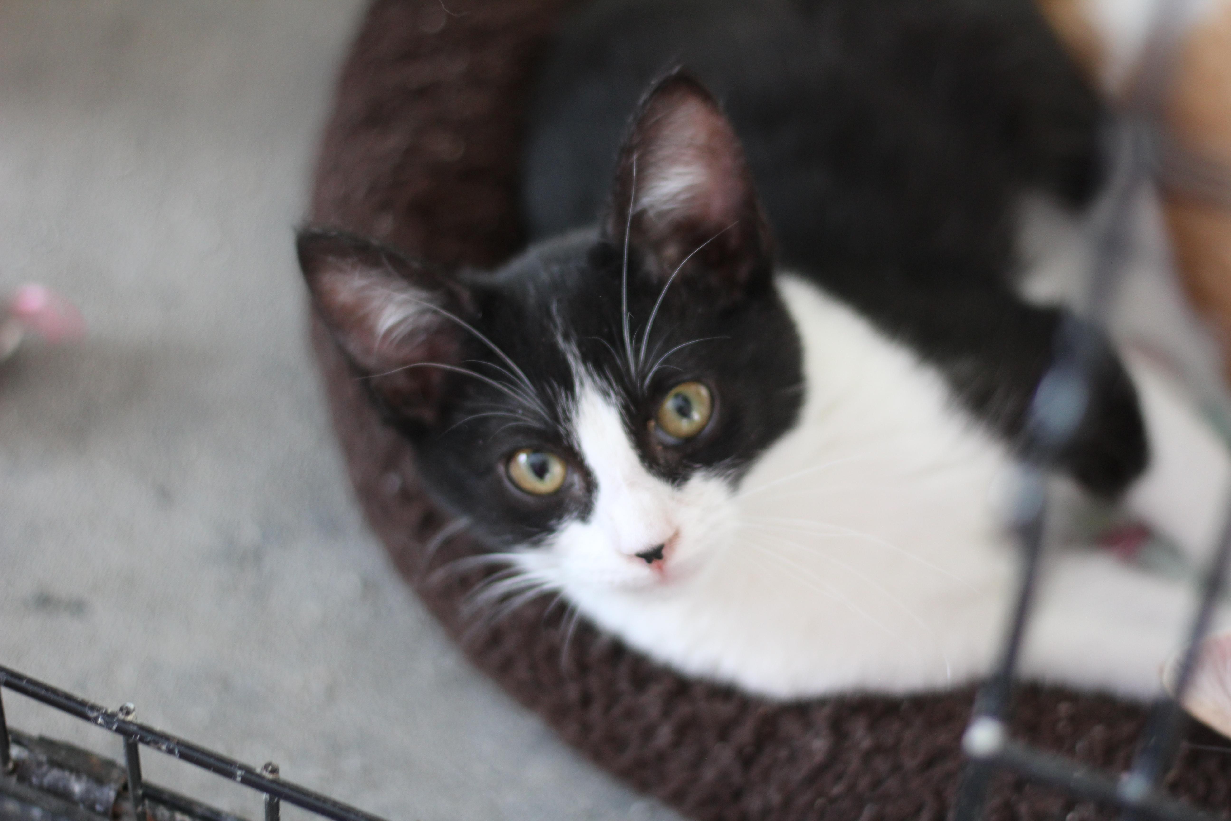 Kitt, ADOPTABLE, Kitten Female Domestic Short Hair.