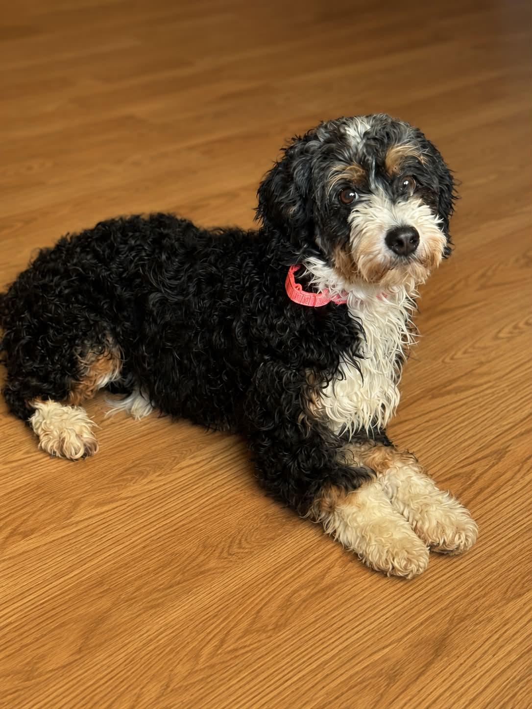 Willow, ADOPTABLE, Adult Female Bernedoodle.