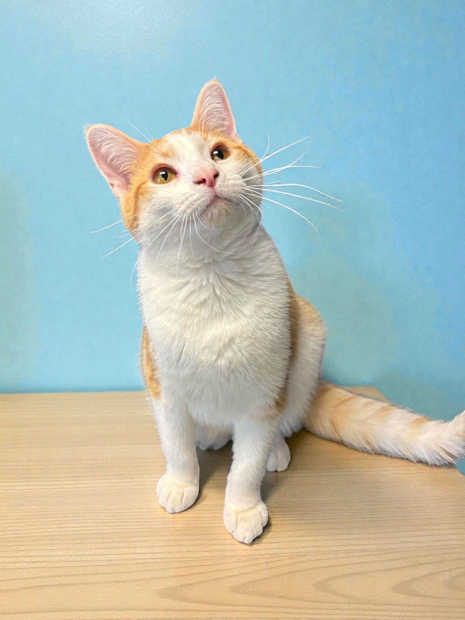 Eve, a Adopted Domestic Short Hair in Champaign, IL image 1/3