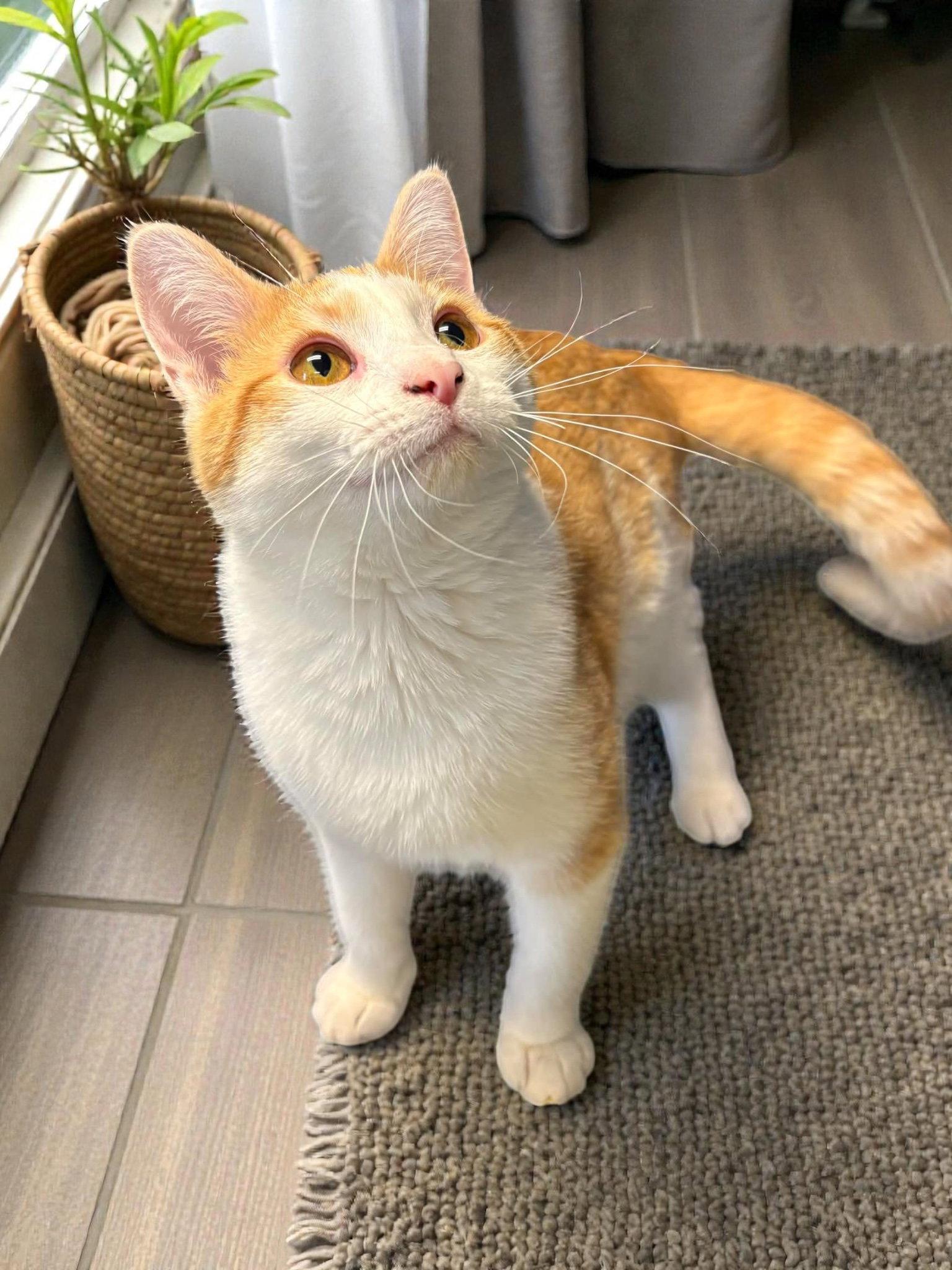 Eve, a Adopted Domestic Short Hair in Champaign, IL image 2/3
