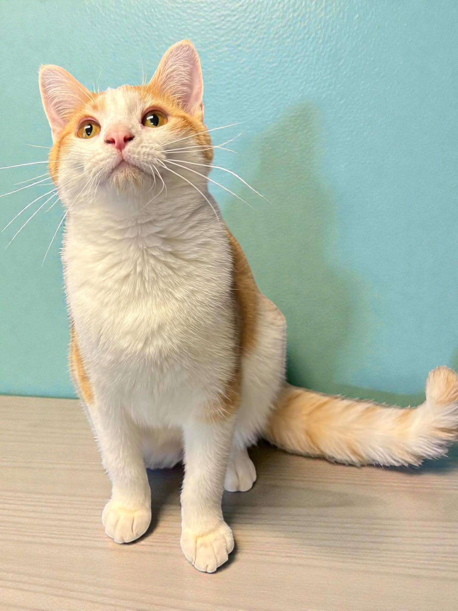 Eve, a Adopted Domestic Short Hair in Champaign, IL image 3/3