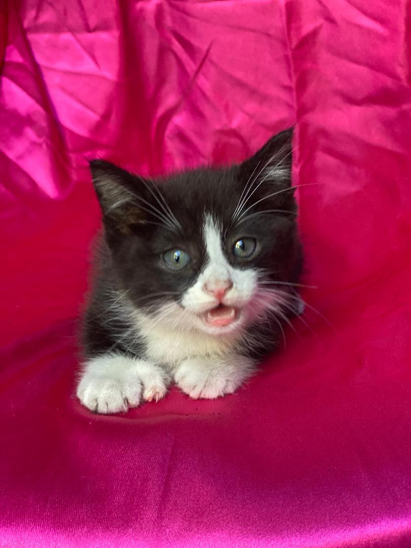 MICKEY, adopted, Kitten Male Domestic Medium Hair.