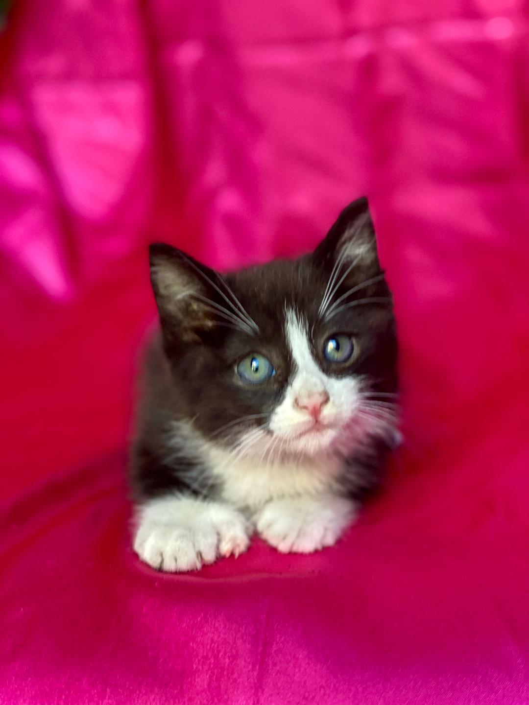 Enlarge MICKEY, an adopted Domestic Medium Hair in Rowland Heights, CA image 2/3