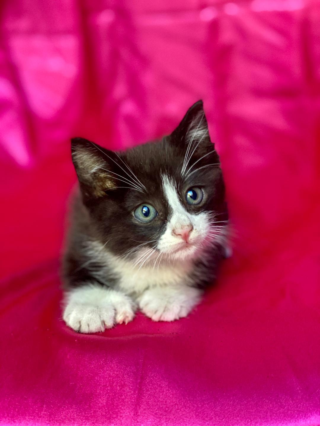 Enlarge MICKEY, an adopted Domestic Medium Hair in Rowland Heights, CA image 3/3