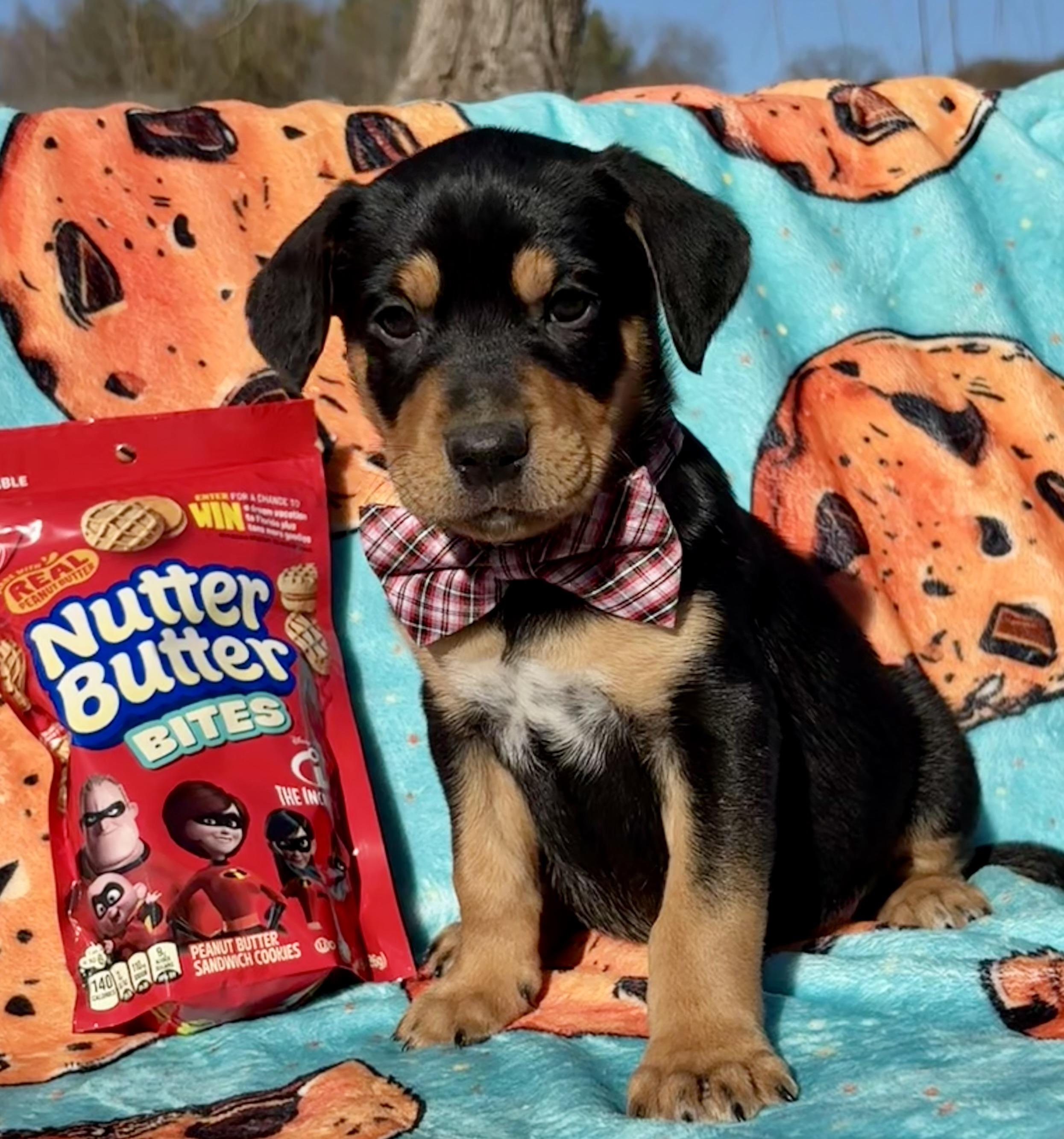 Nutter Butter, ADOPTABLE, Puppy Male Beagle & Labrador Retriever.