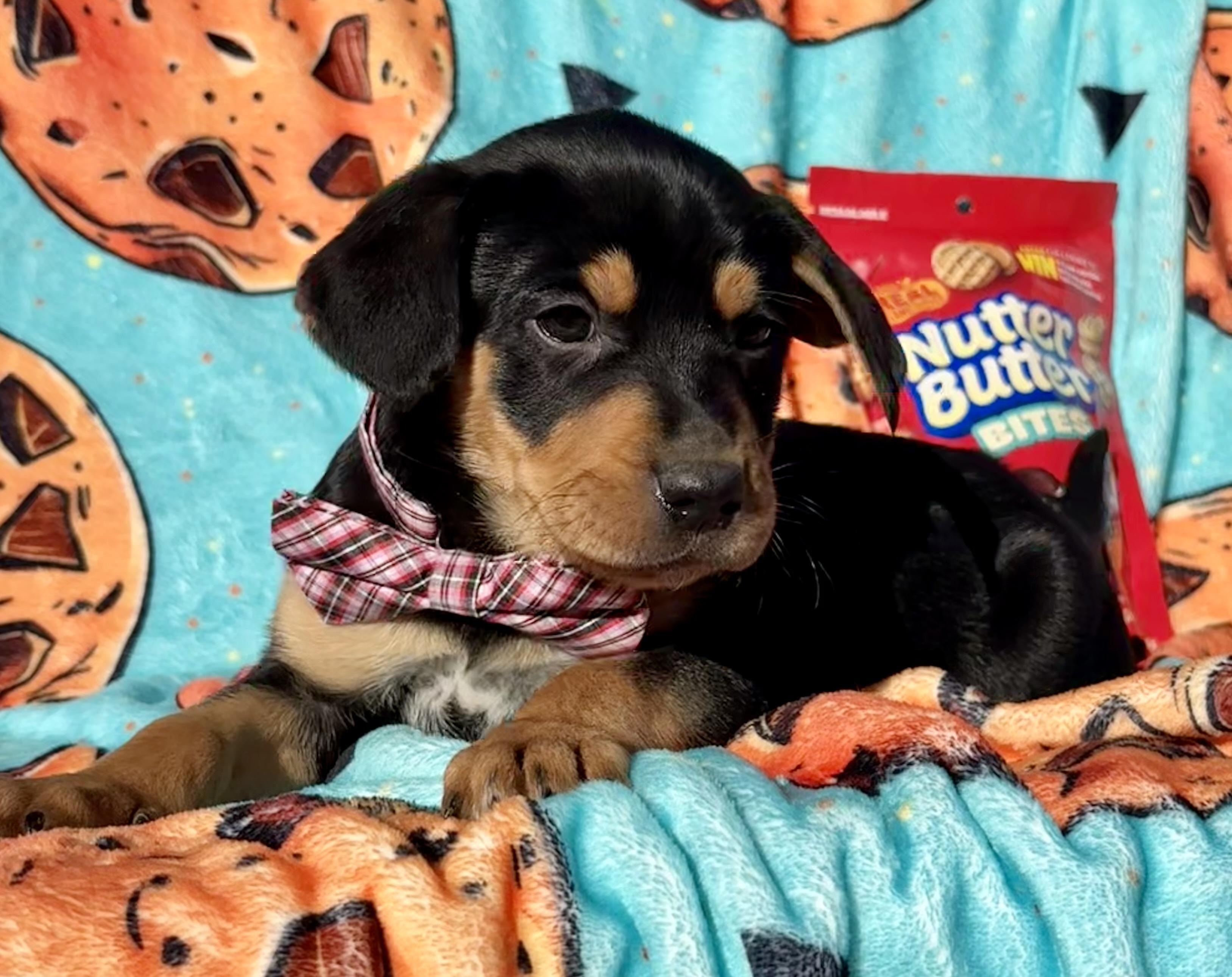 Enlarge Nutter Butter, a ADOPTABLE mixed breed in Pittsboro, NC image 3/4