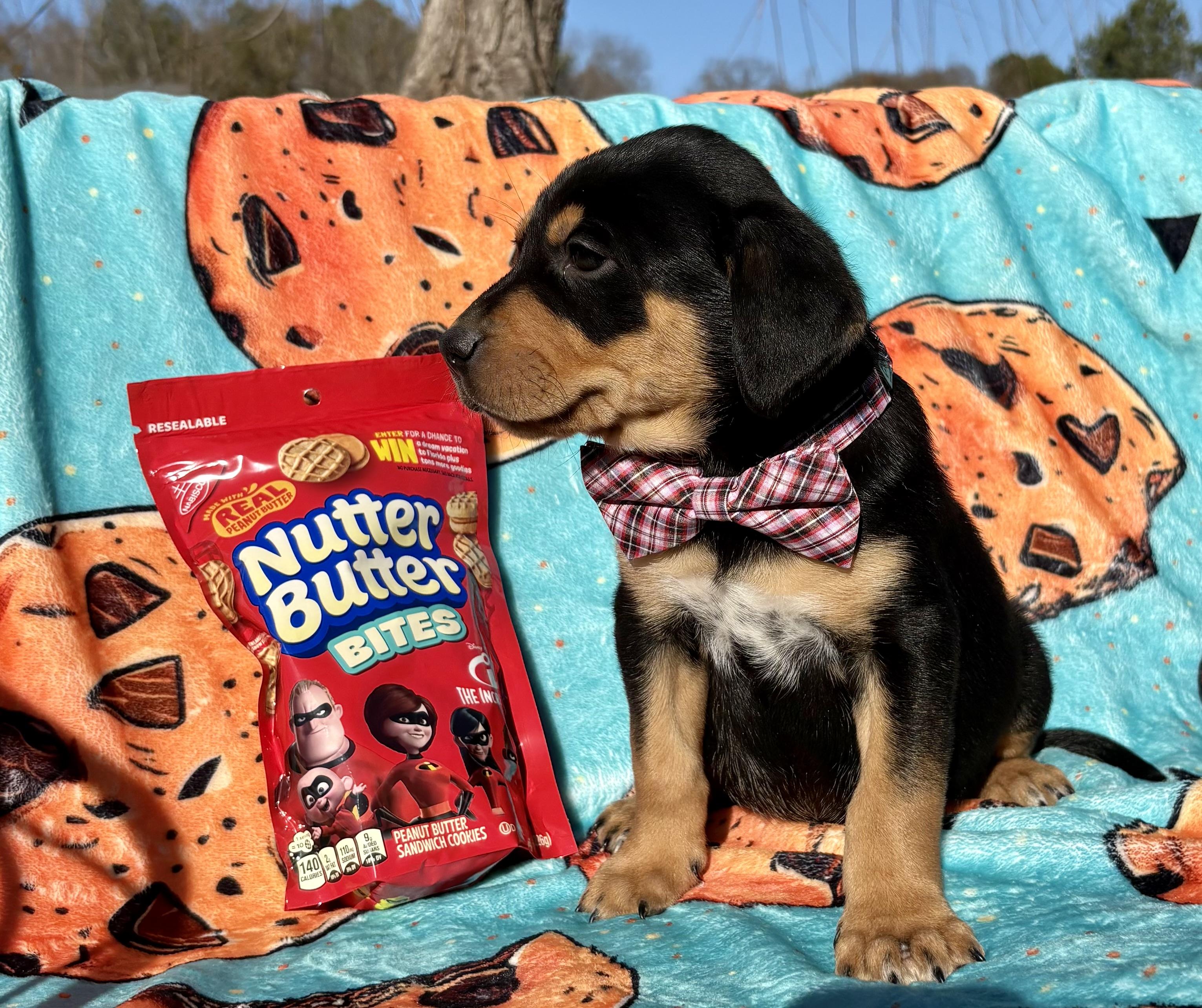 Enlarge Nutter Butter, a ADOPTABLE mixed breed in Pittsboro, NC image 2/4