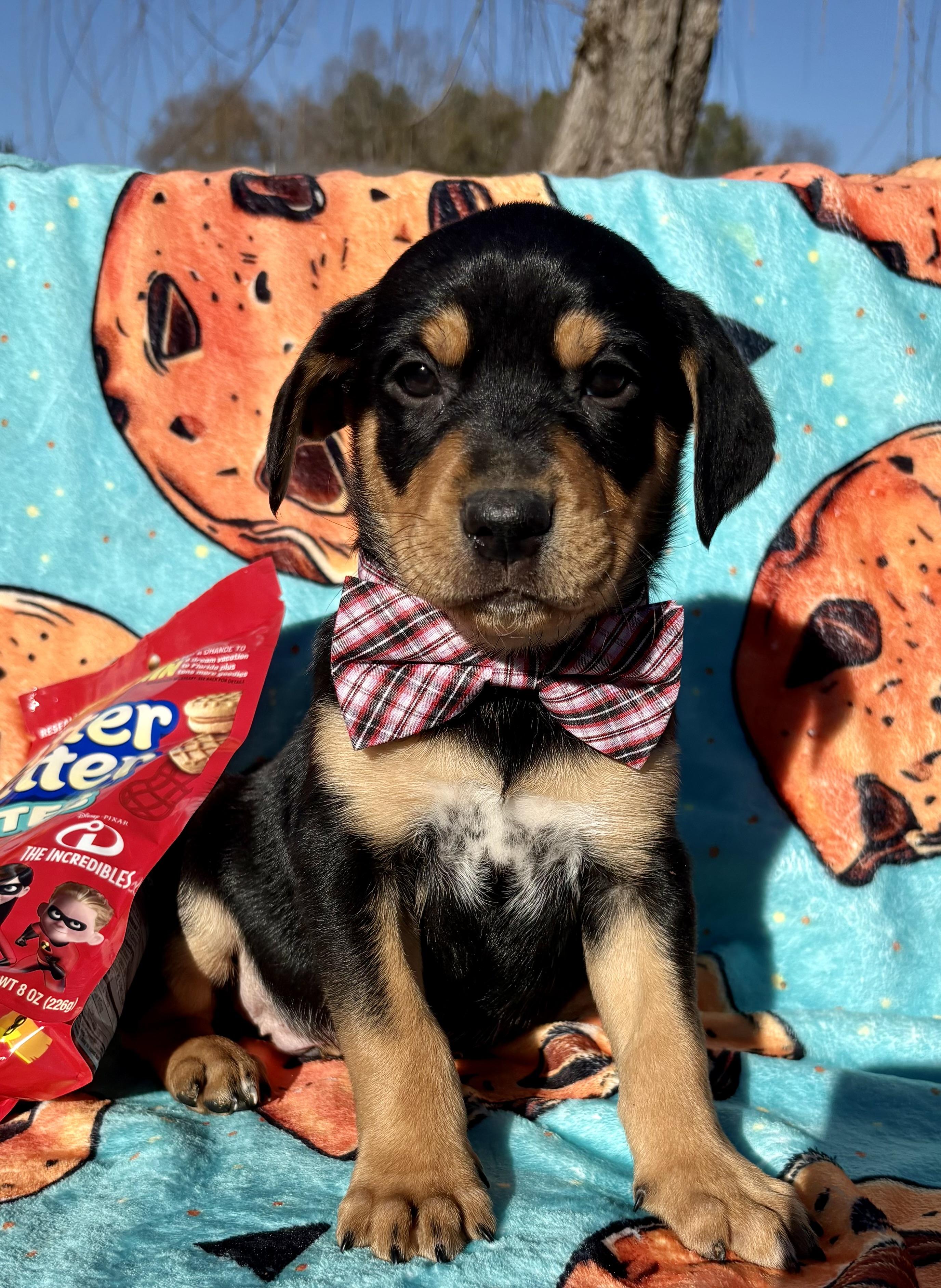 Enlarge Nutter Butter, a ADOPTABLE mixed breed in Pittsboro, NC image 4/4