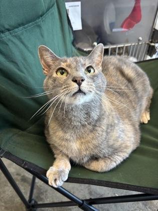 Cate, Adoptable, Adult Female Domestic Short Hair & Domestic Short Hair.