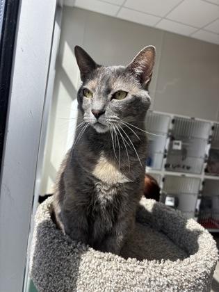 Enlarge Cate, a Adoptable mixed breed in Manteo, NC image 2/3