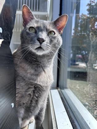 Enlarge Cate, a Adoptable mixed breed in Manteo, NC image 3/3
