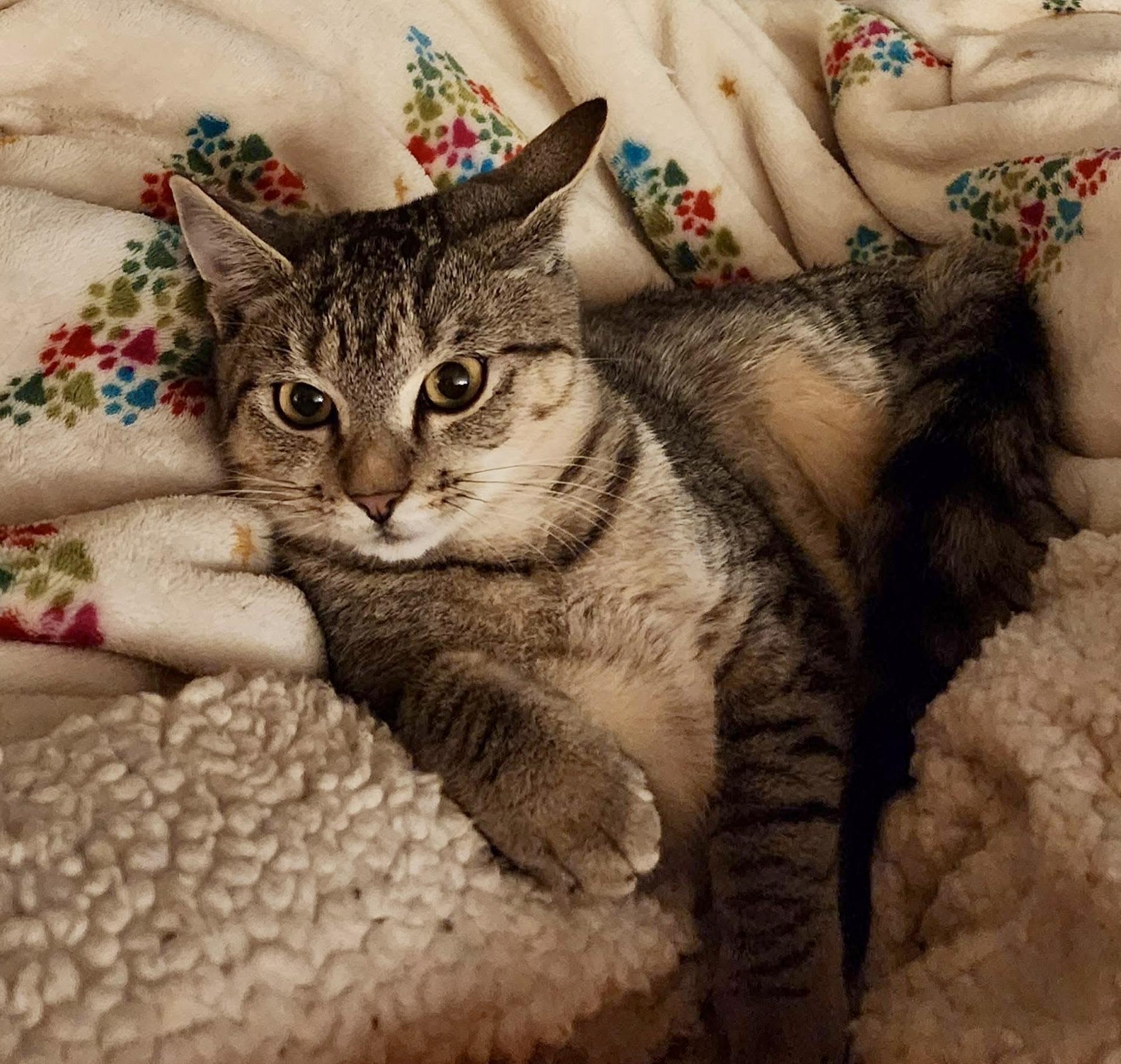 Enlarge Idren, a Adoptable Tabby in Tallahassee, FL image 3/4