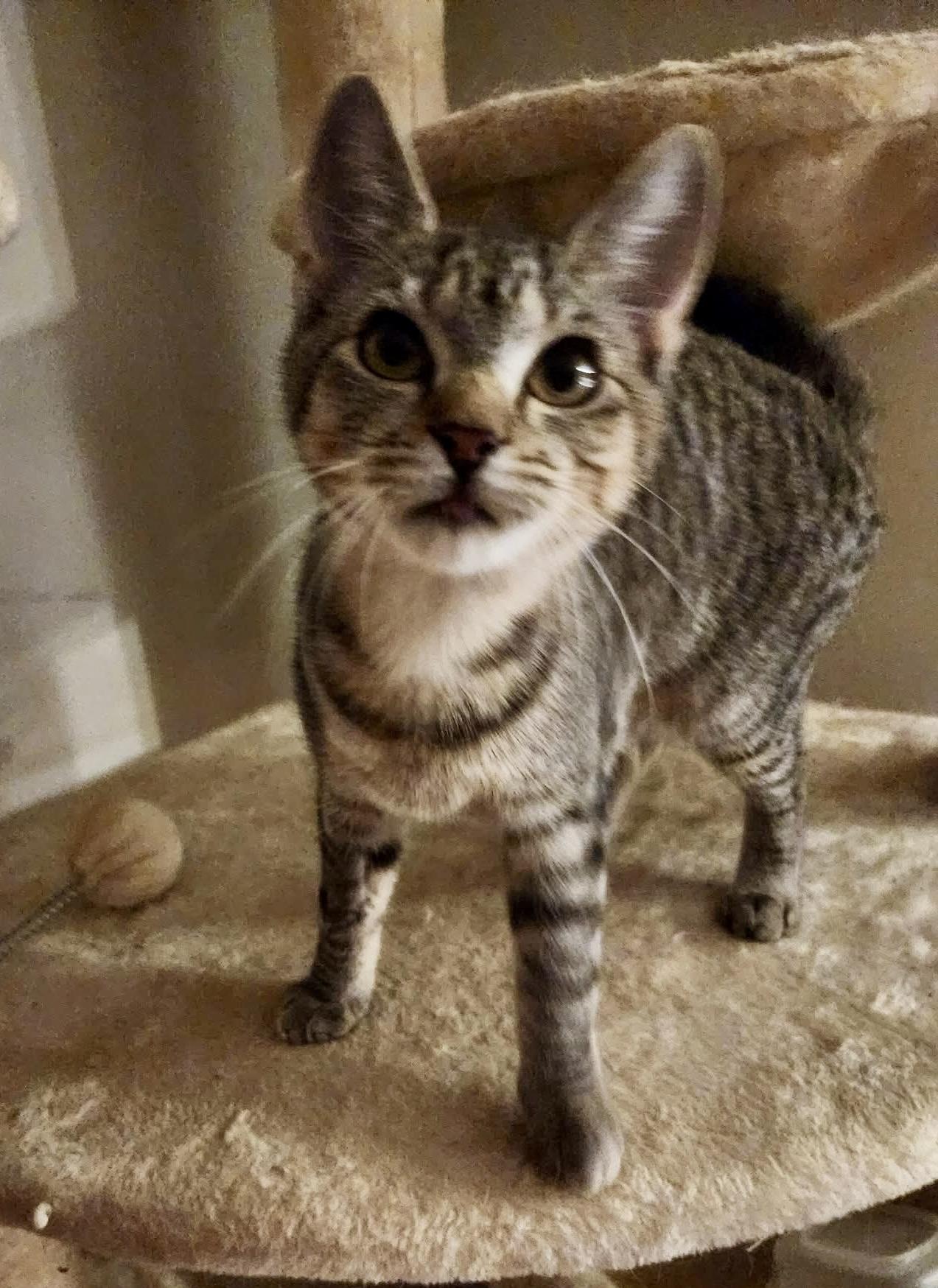 Idren, Adoptable, Kitten Female Tabby.