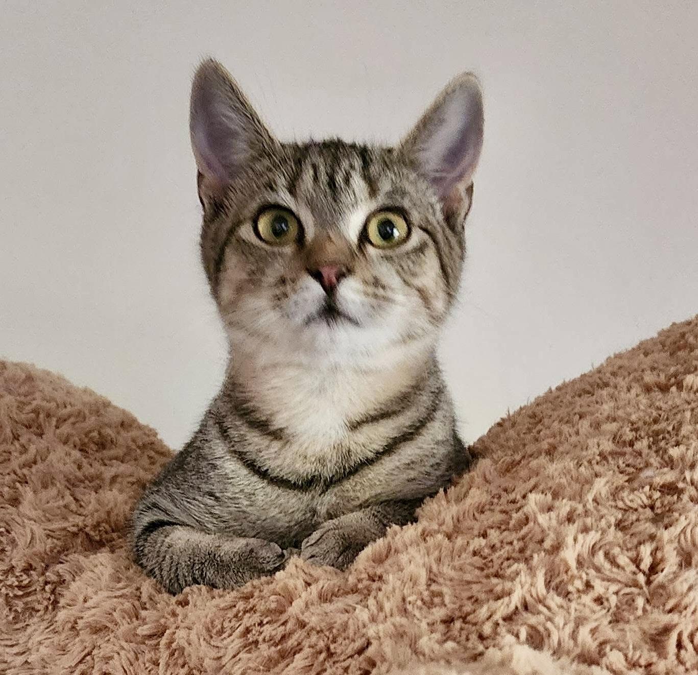 Enlarge Idren, a Adoptable Tabby in Tallahassee, FL image 2/4