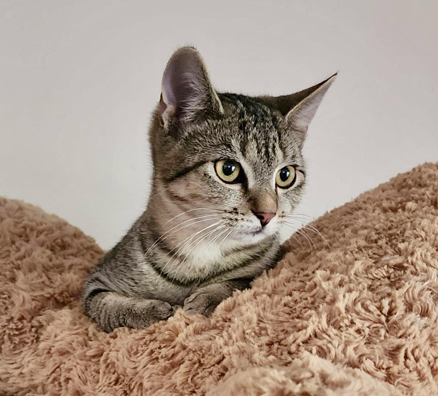 Enlarge Idren, a Adoptable Tabby in Tallahassee, FL image 4/4