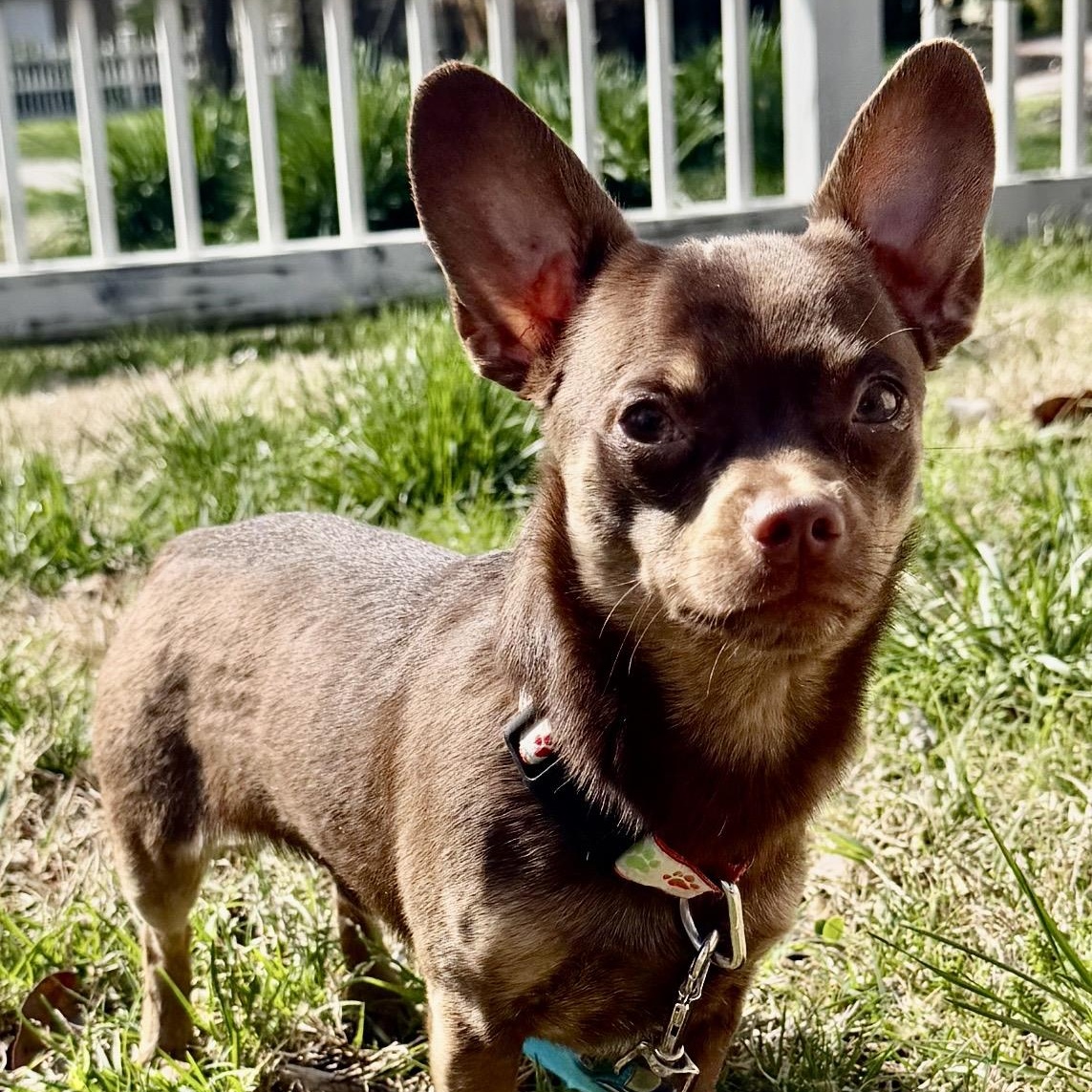 Enlarge Pip, an adoptable mixed breed in Thompson's Station, TN image 2/3