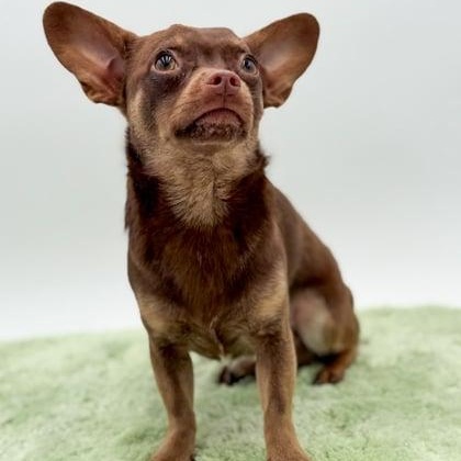 Enlarge Pip, an adoptable mixed breed in Thompson's Station, TN image 1/3