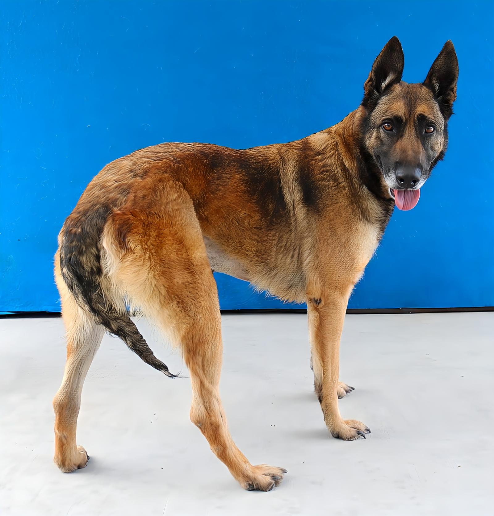 YARA, a Adoptable German Shepherd Dog in Pasadena, CA image 1/2