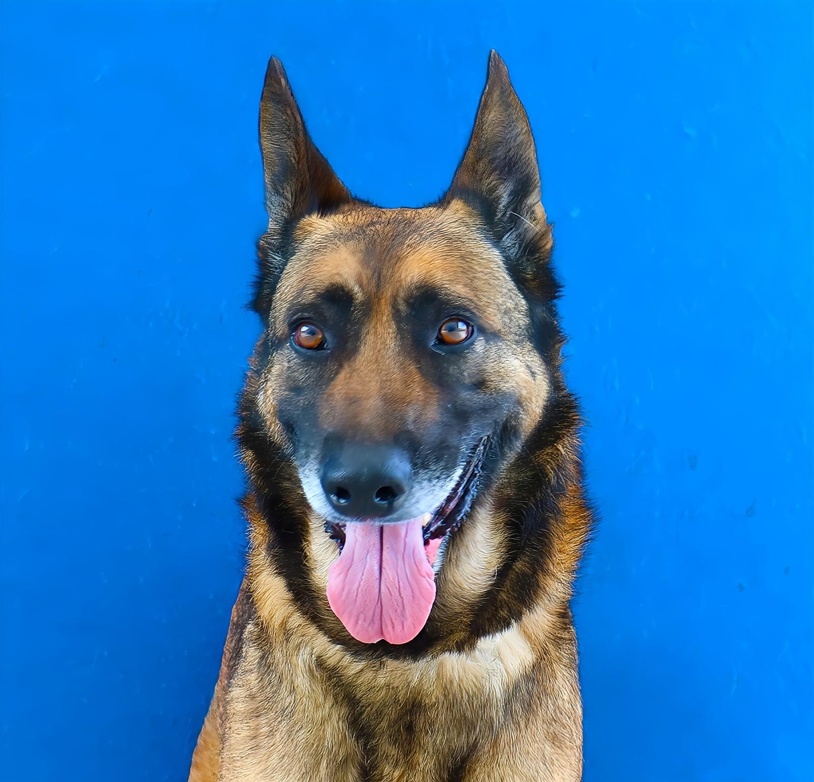 YARA, a Adoptable German Shepherd Dog in Pasadena, CA image 2/2