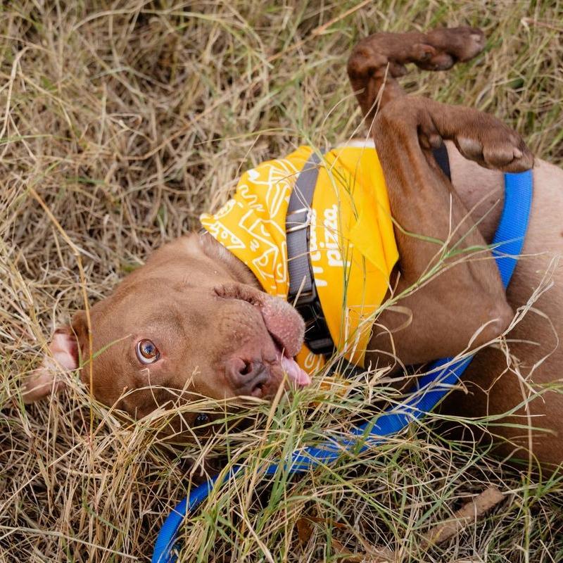 Enlarge Trapper, a Adoptable mixed breed in Austin, TX image 1/6