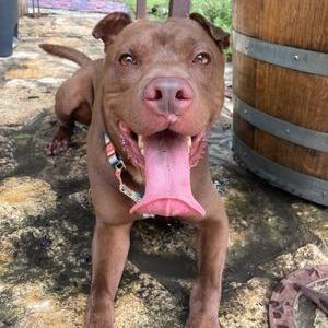 Enlarge Trapper, a Adoptable mixed breed in Austin, TX image 2/6