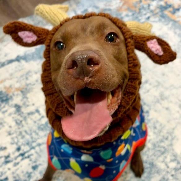Enlarge Trapper, a Adoptable mixed breed in Austin, TX image 3/6