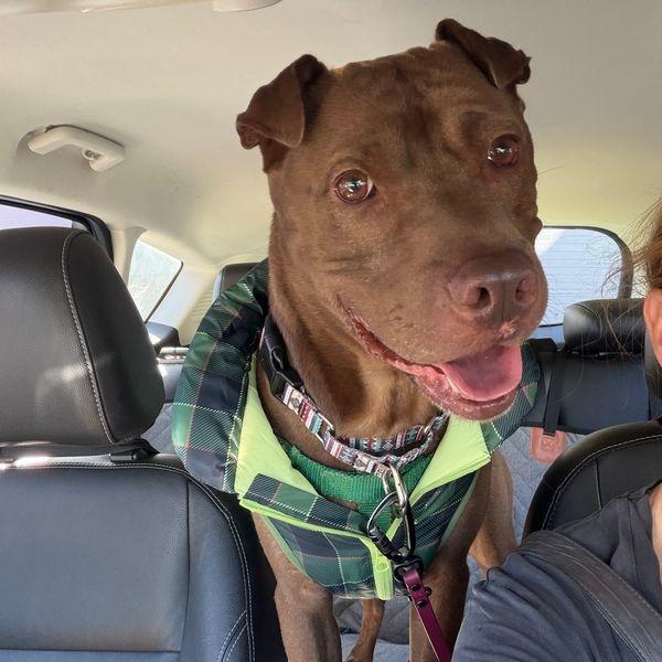 Enlarge Trapper, a Adoptable mixed breed in Austin, TX image 4/6