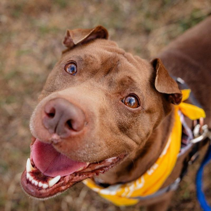 Enlarge Trapper, a Adoptable mixed breed in Austin, TX image 5/6