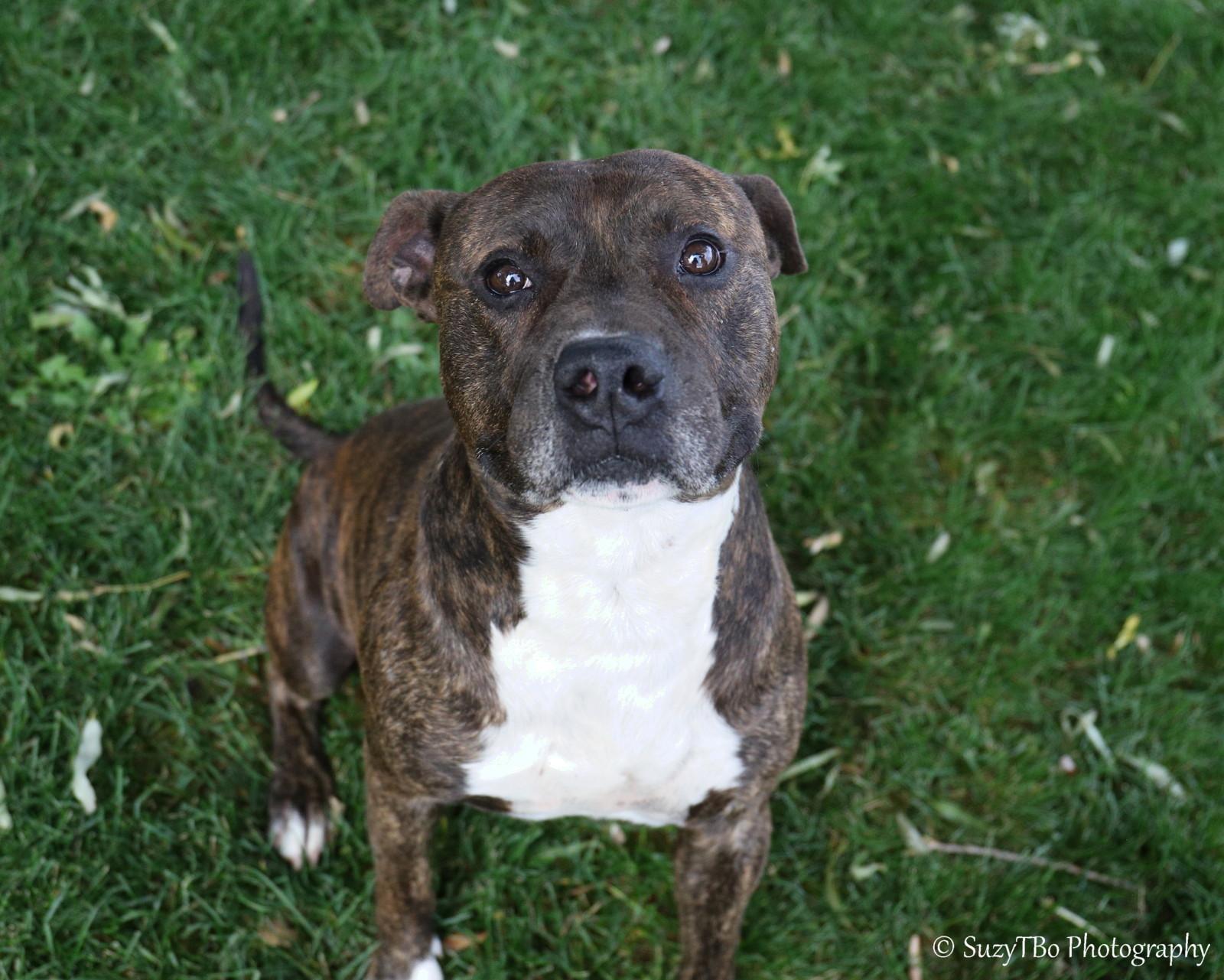 Buck, Adoptable, Adult Male Pit Bull Terrier & Mixed Breed.