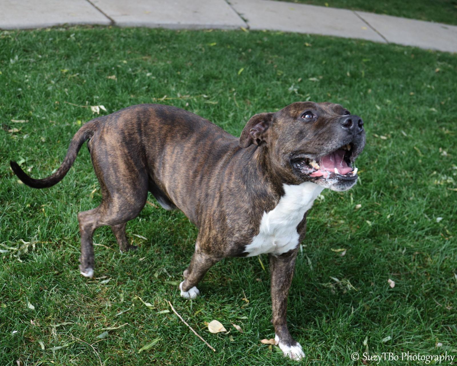 Buck, a Adoptable mixed breed in Montrose, CO image 2/2