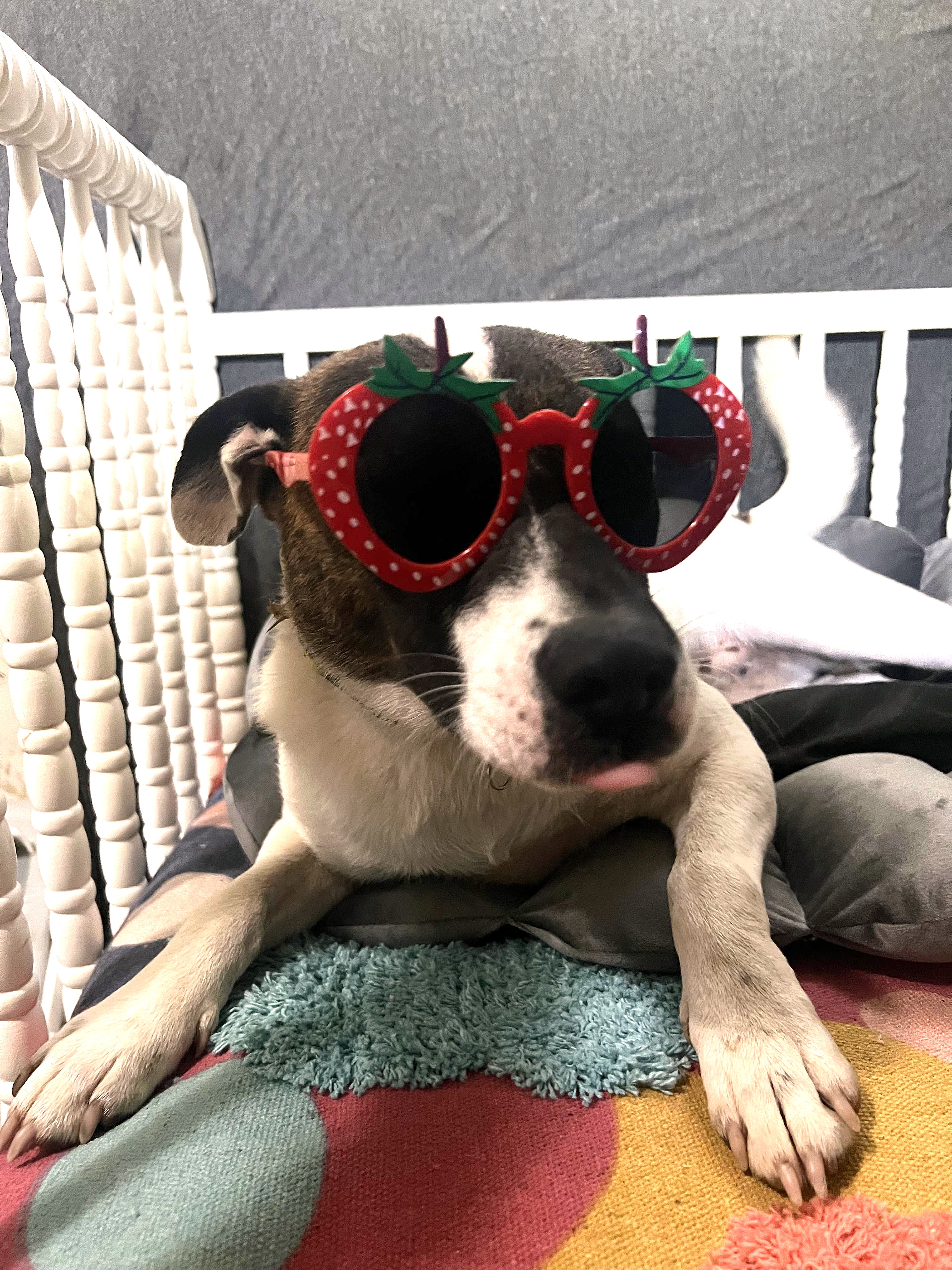 Dog for adoption Luna, a Jack Russell Terrier in LaFollette, TN