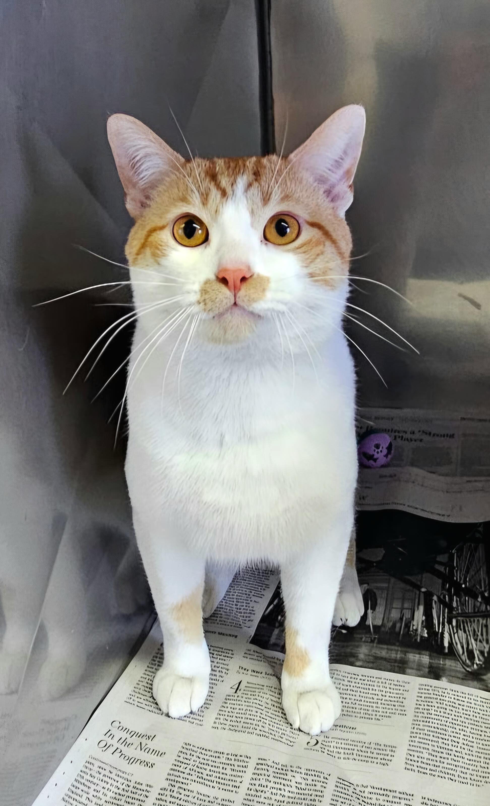 Enlarge Simba, a ADOPTABLE Domestic Short Hair in Arlington Heights, IL image 2/3