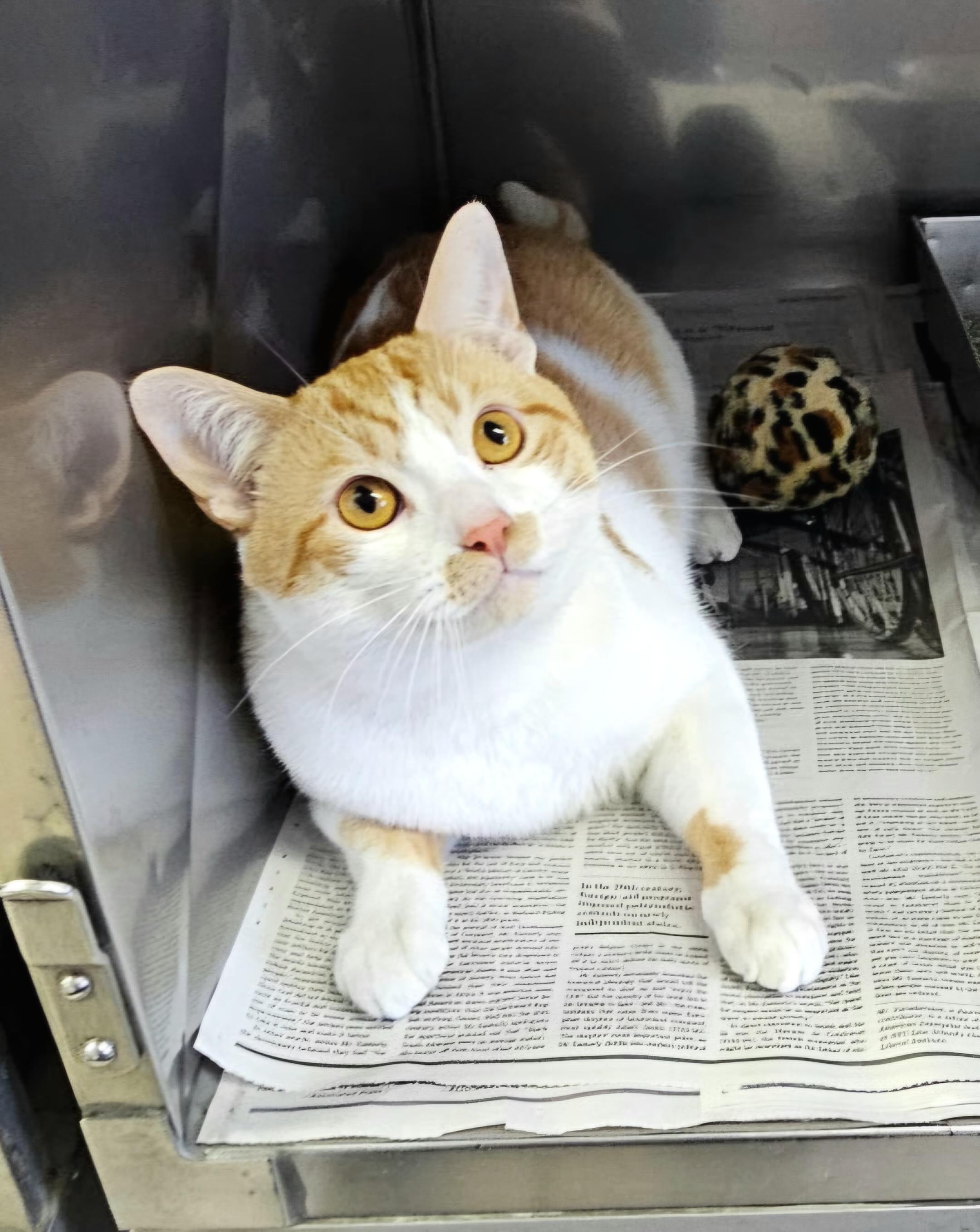 Enlarge Simba, a ADOPTABLE Domestic Short Hair in Arlington Heights, IL image 3/3