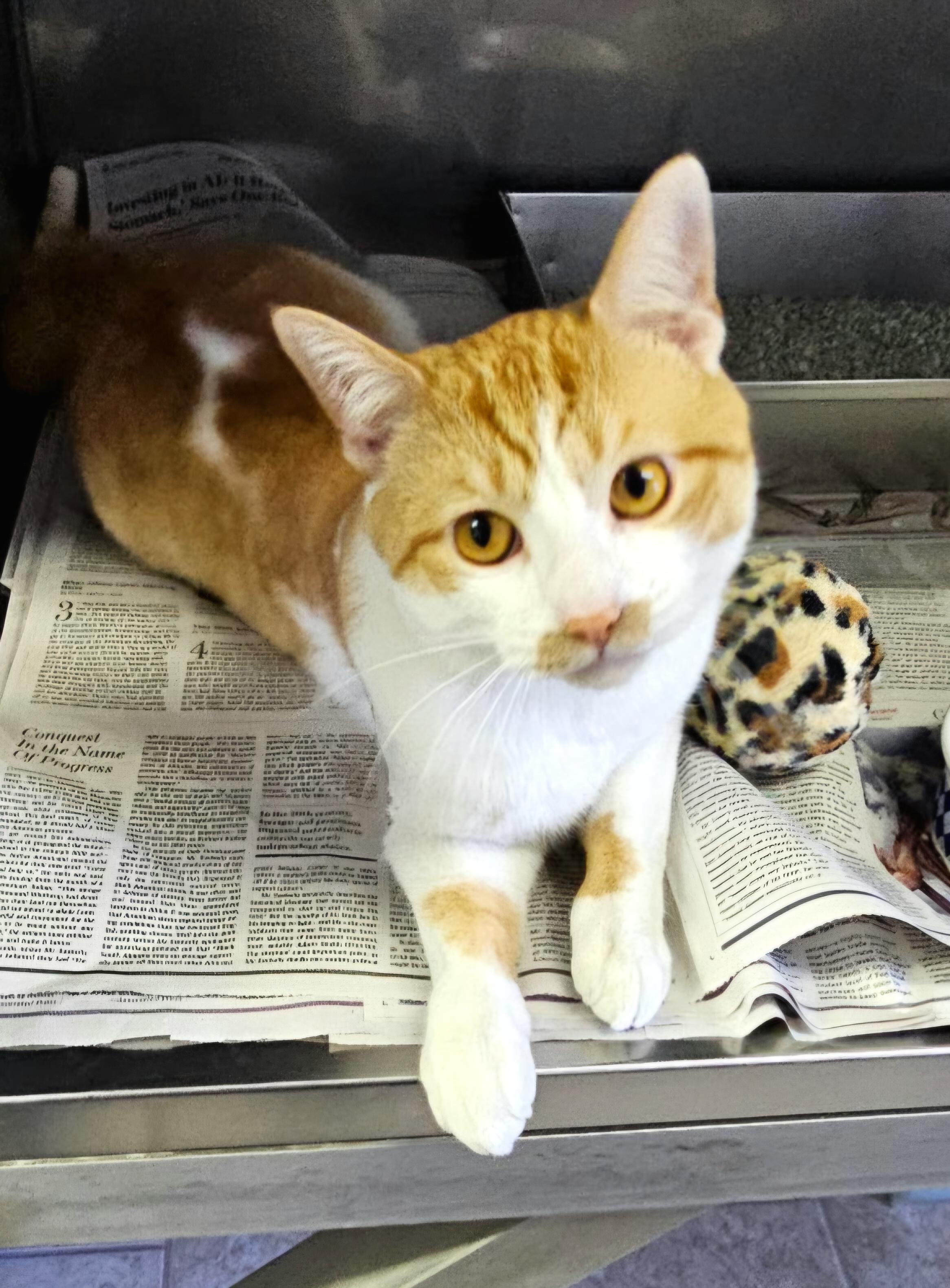 Simba, ADOPTABLE, Young Male Domestic Short Hair.