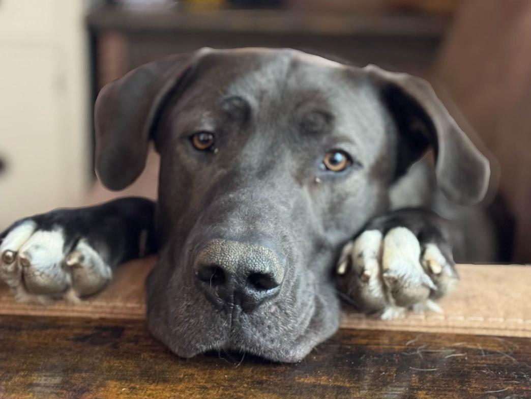 Finley, Adoptable, Young Male Great Dane.