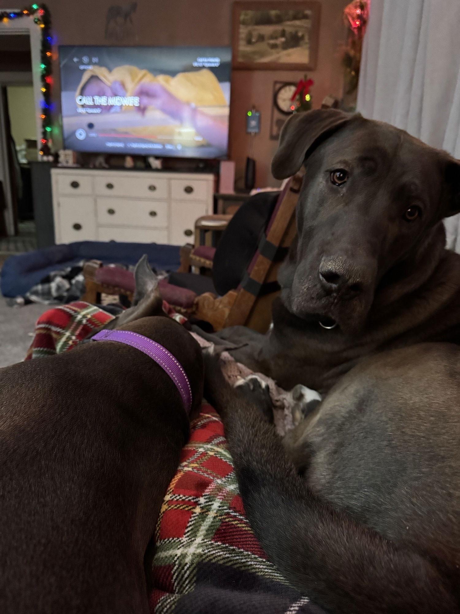 Finley, Adoptable, Young Male Great Dane.