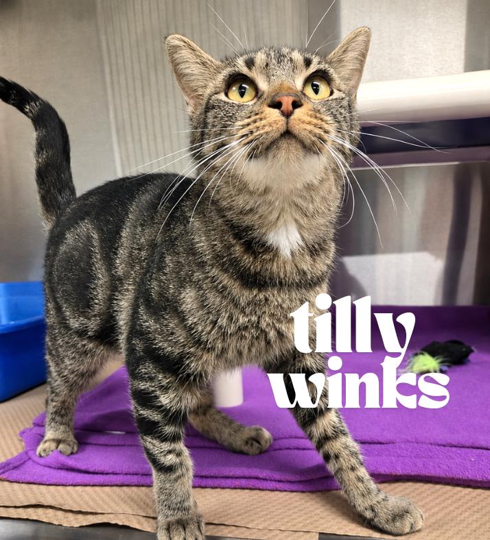 Tilly Winks, Adoptable, Young Female Domestic Short Hair.