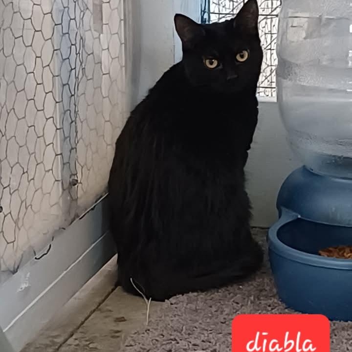 Diabla, Baby Female Domestic Short Hair
