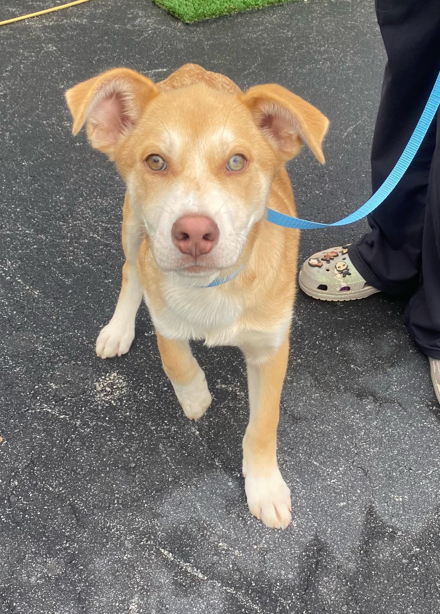 Enlarge Casta, an adopted mixed breed in McDonough, GA image 2/2